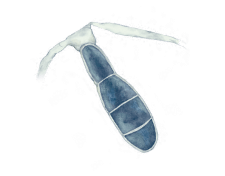 真菌(真核生物)