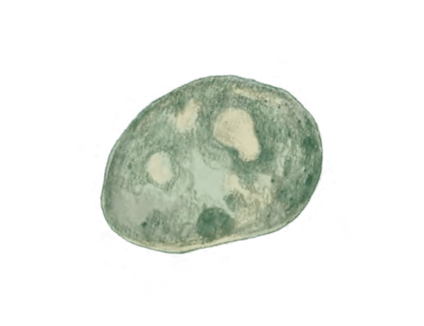 藻類(真核生物)