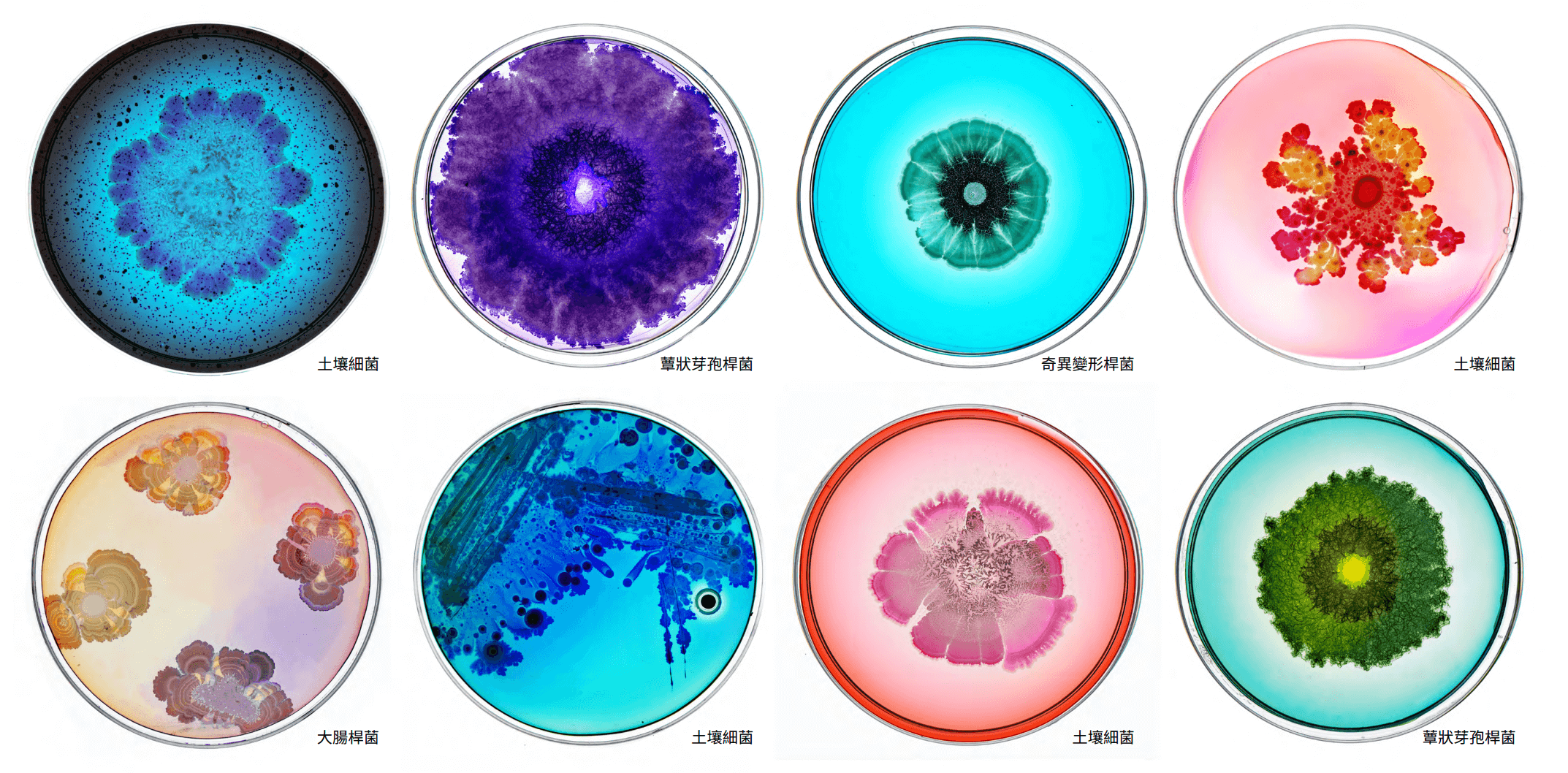 培養皿裡的微觀宇宙