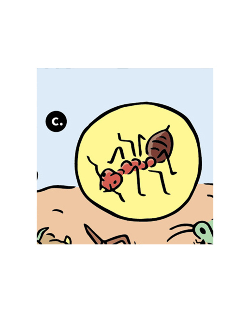 c.紅火蟻