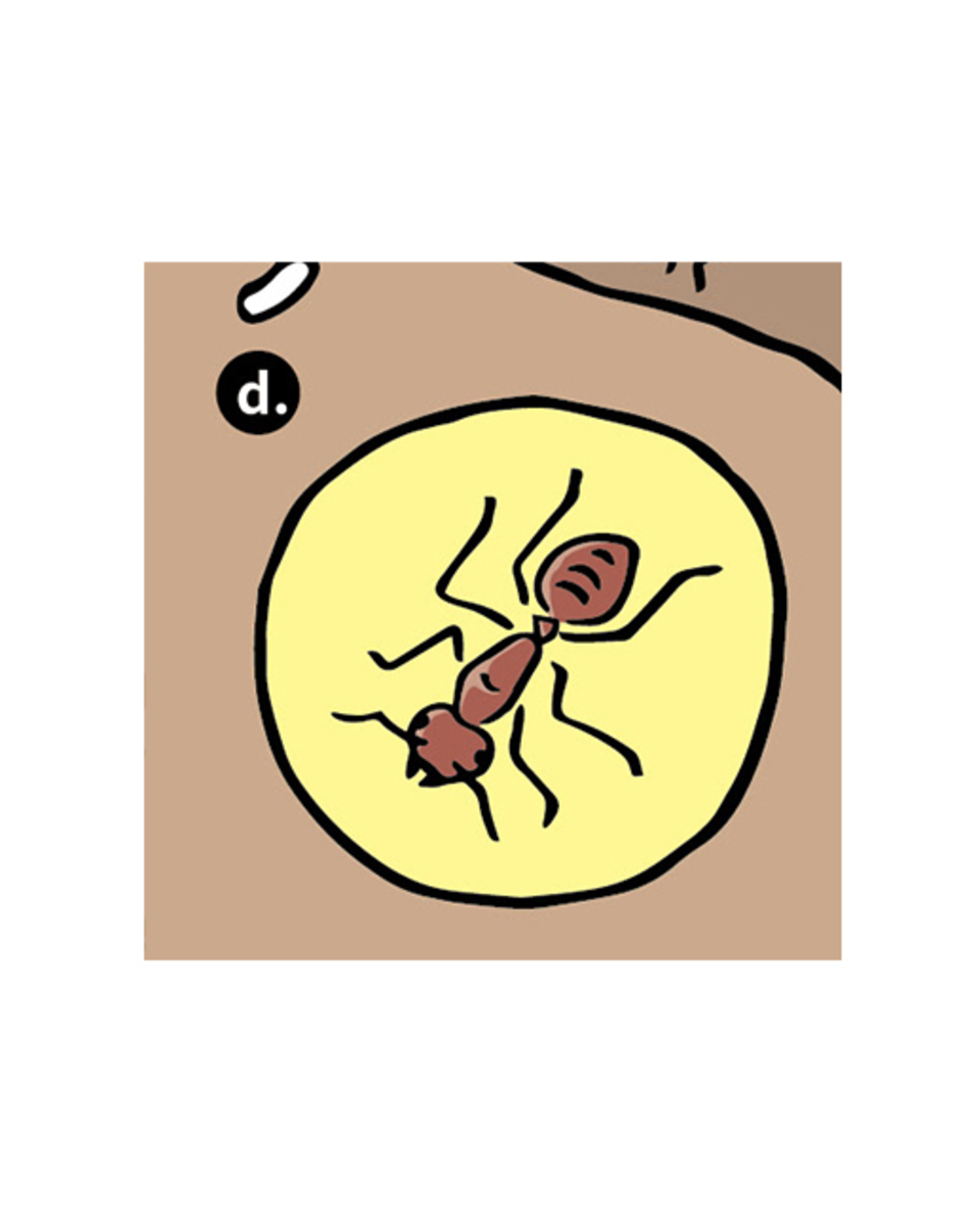 d.臭巨山蟻 