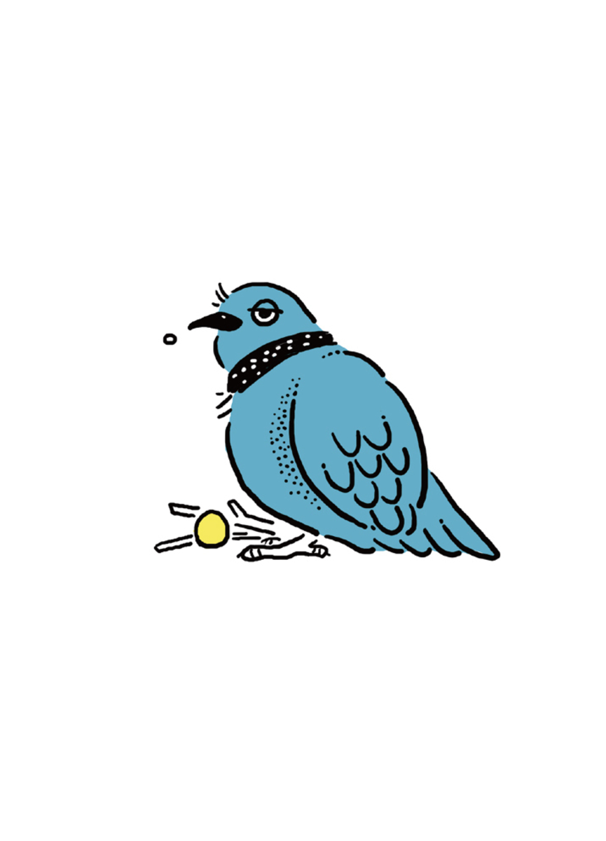 我就隨便：珠頸斑鳩Spotted Dove