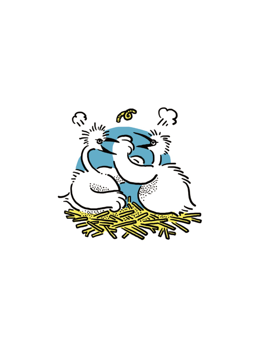 白鷺鷥 Egret