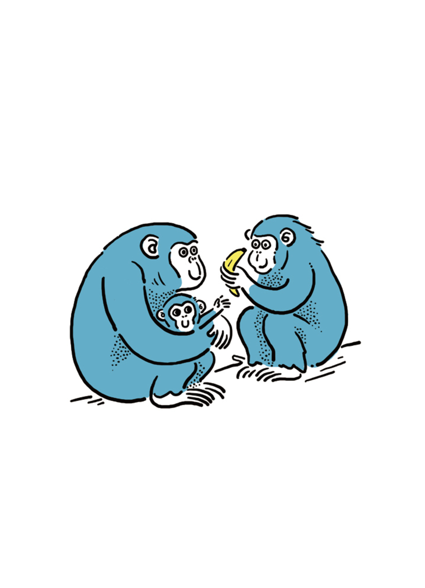 黑猩猩  Chimpanzee