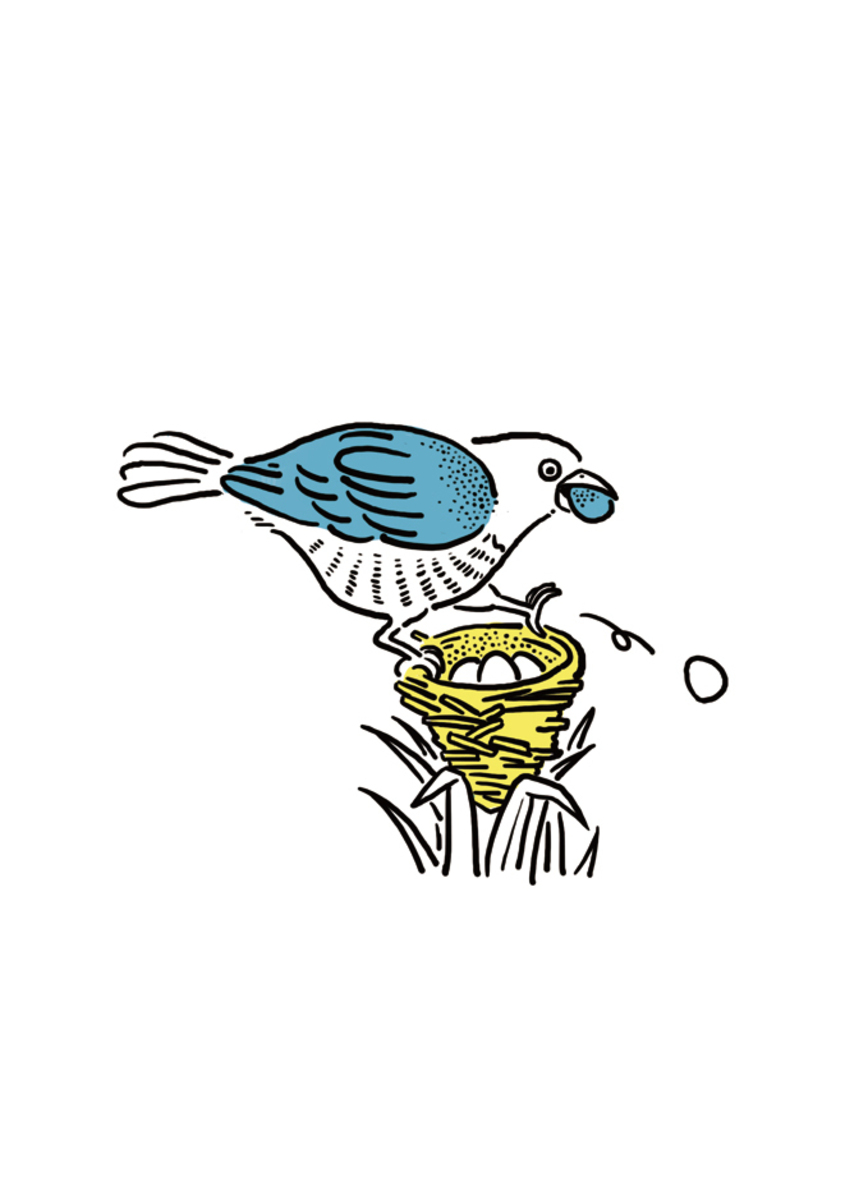 大杜鵑  Common Cuckoo