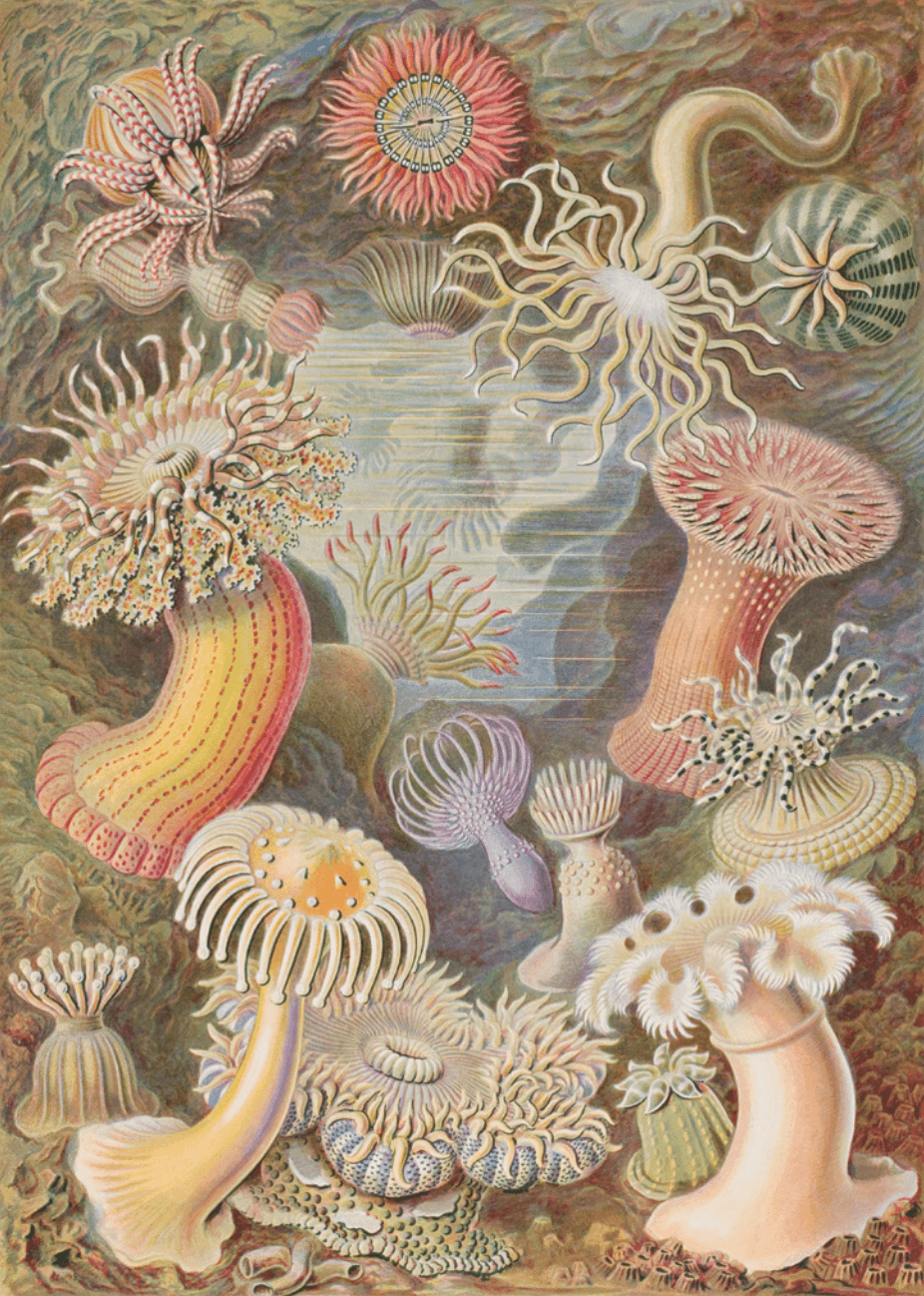 海葵
