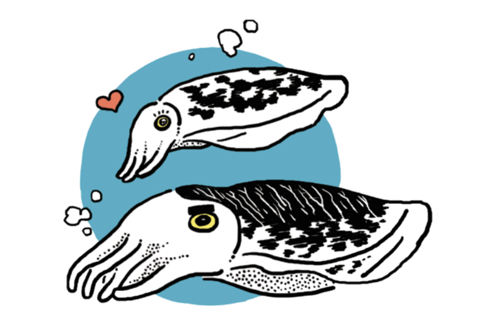 烏賊  Squid