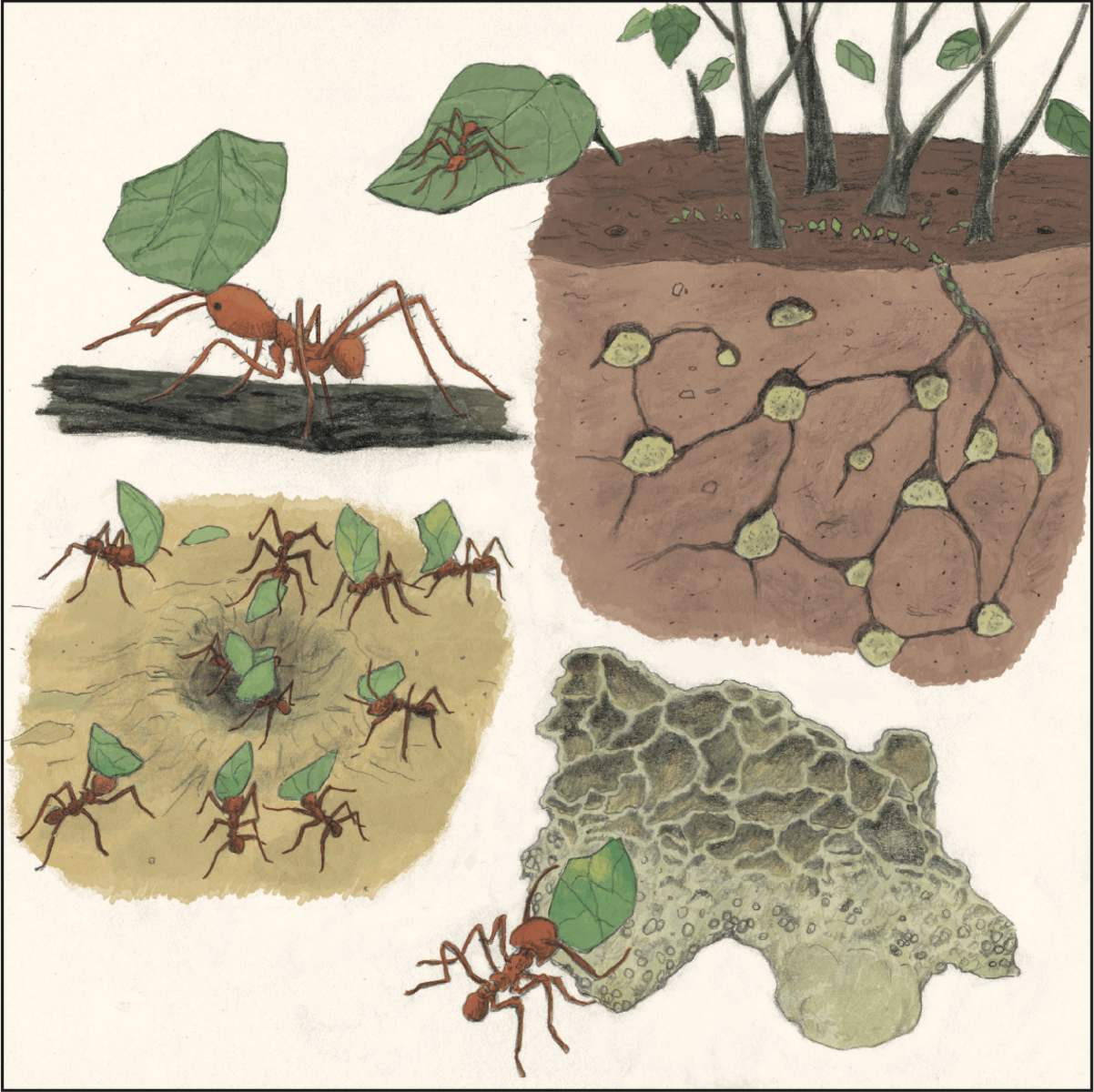菇菇栽培大師—切葉蟻 Leafcutter Ant