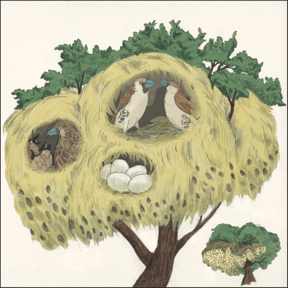 沙漠中的大型公寓—群織雀 Sociable Weaver