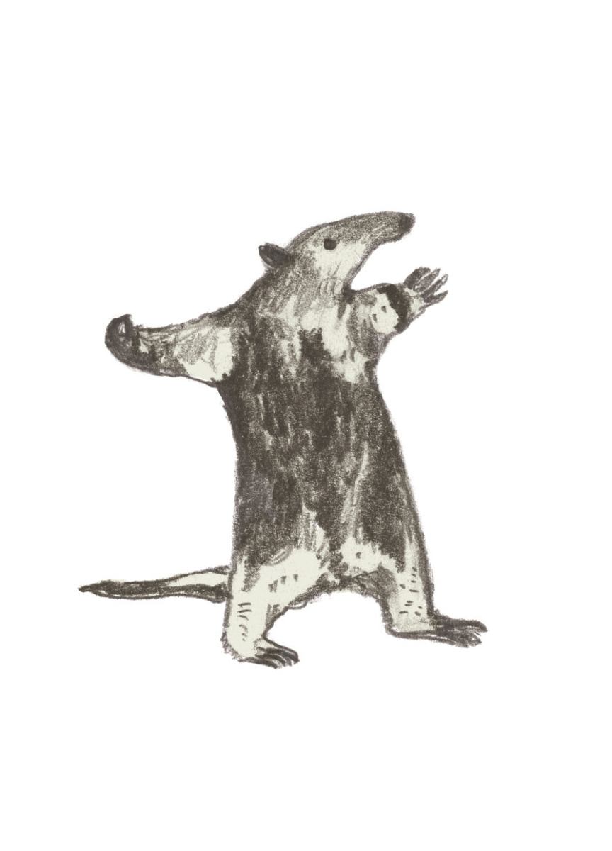 食蟻獸 Anteater