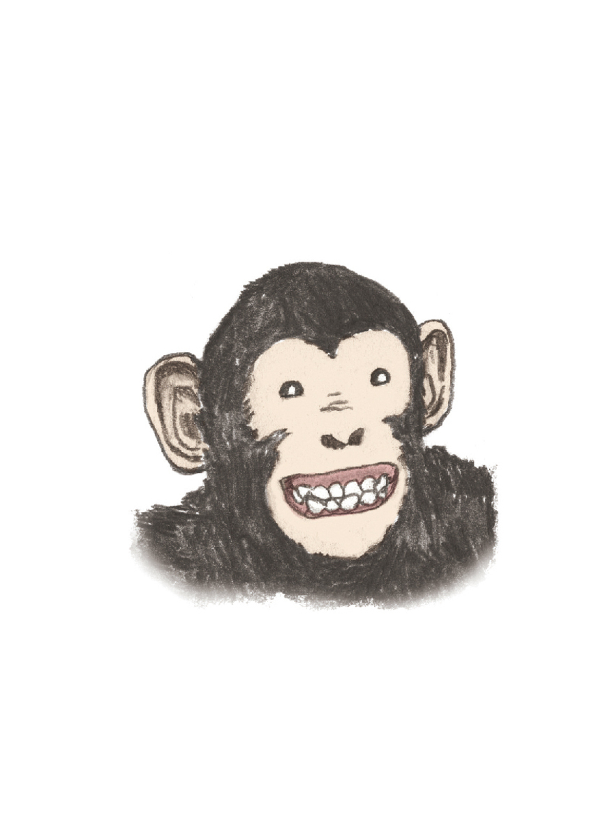 黑猩猩 Chimpanzee