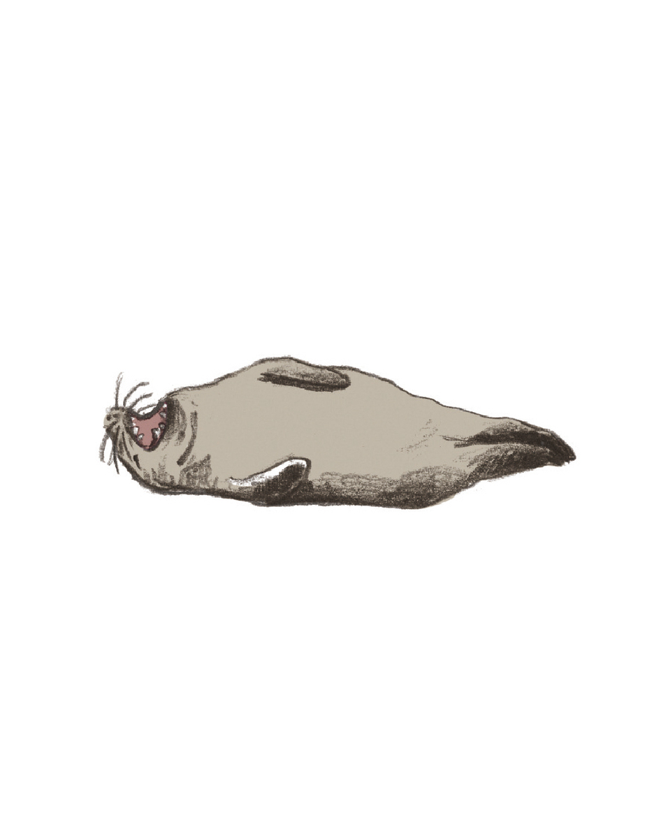 海豹 Seal