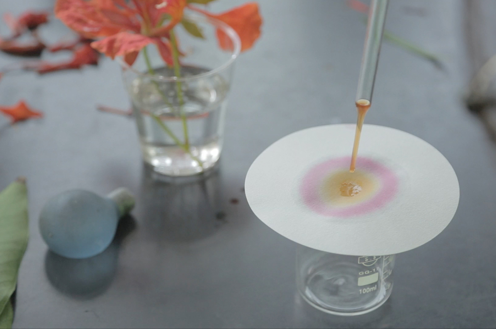The Secret Colors of Plants